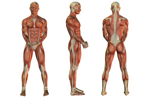 muscle anatomy